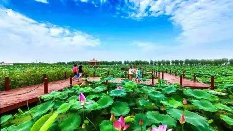 粮食种植深加工项目：从田间到餐桌的绿色之旅