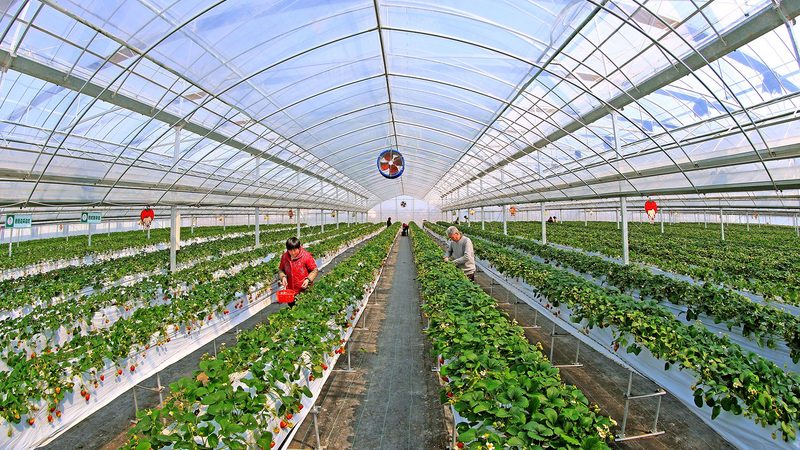 企业有机蔬菜定制套餐，不止是换个包装那么简单