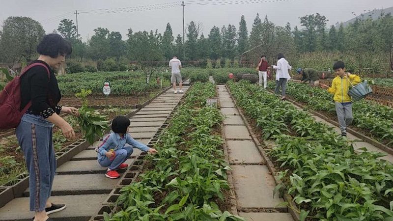 水肥一体化设备：智慧农业的精准灌溉之道