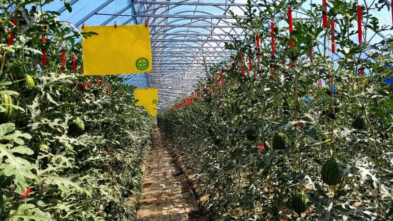 果蔬配送公司定制方案：揭秘定制背后的逻辑与价值