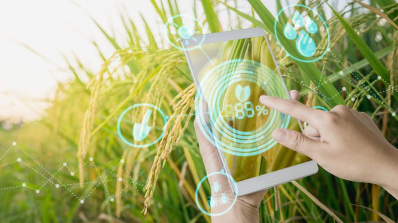 2025年有机蔬菜价格走势：趋势与影响因素分析