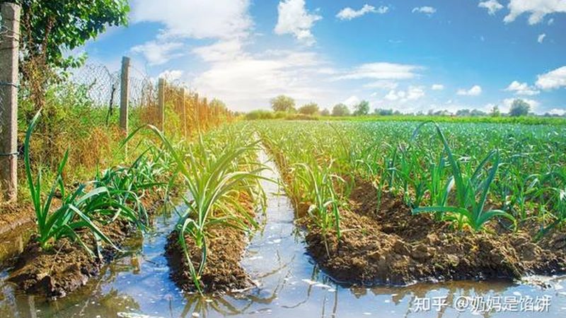 成都粮食种植基地亩产潜力解析